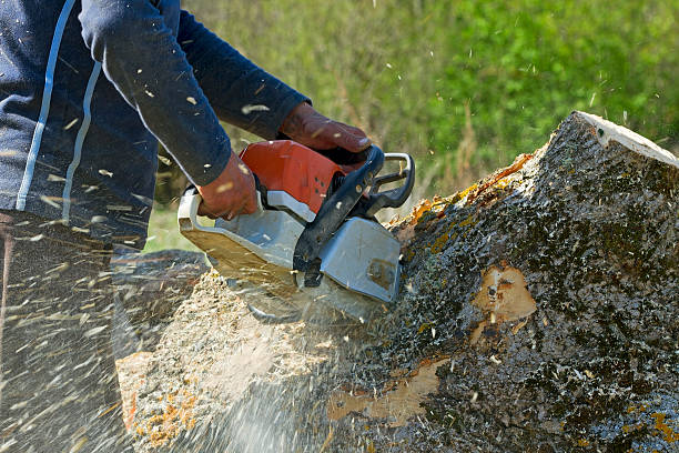 Best Lot and Land Clearing Services  in USA